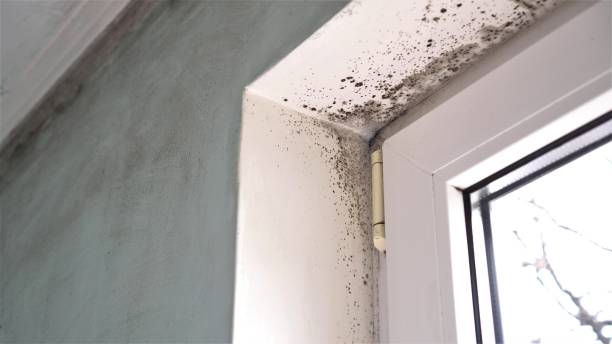 Best Commercial Mold Inspection  in Westerville, OH