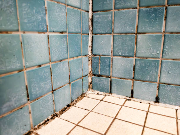 Best Emergency Mold Remediation  in Westerville, OH